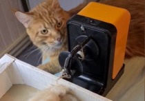 Пользовательница TikTok livingart_online, ведущая популярный блог о рукоделии, показала, как связала головной убор из шерсти своего кота