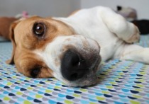 Британский рынок торговли породистыми собаками с поддельными сертификатами на миллиарды фунтов стерлингов начинается в Польше