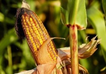 Аграрии ДНР завершили 202-й год с рекордными показателями в урожае кукурузы и подсолнечника, сообщил республиканский Минагропром