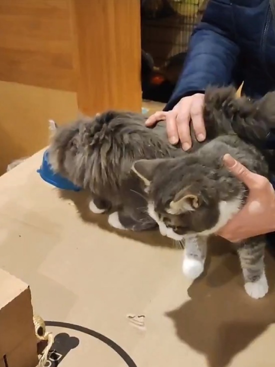 Трех котов, выброшенных на дорогу, забрали ярославцы