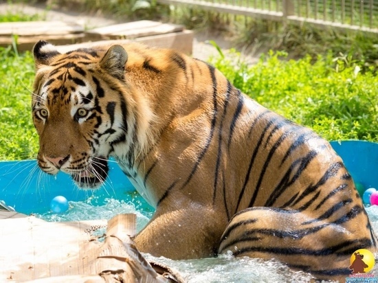 Самцы тигров - изменщики: директор барнаульского зоопарка рассказал об особенностях символа года