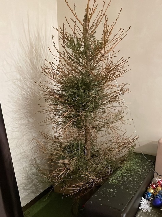 Купленная в Кемерове новогодняя елка полностью осыпалась за неделю до Нового года