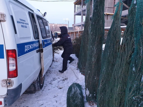 В Ижевске на елочных базарах продавали незаконно вырубленные ели