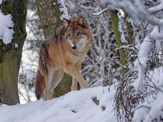 «Перервали всех собак»: жители псковской деревни просят спасти их от волков