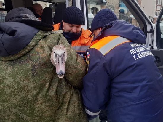 Спасатели вызволили замерзающего лебедя Хо на Верхнем озере