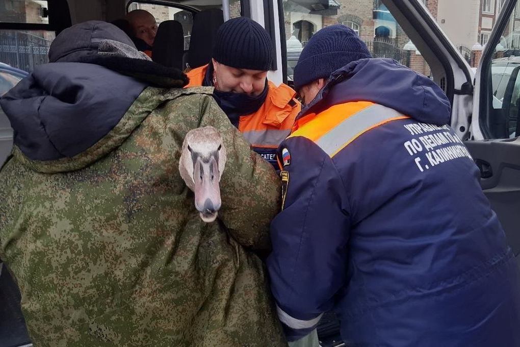 Как спас замерзающего. Спасают замерзшую птицу. Калининград холод. Картинка Москва спасатели спасли коза