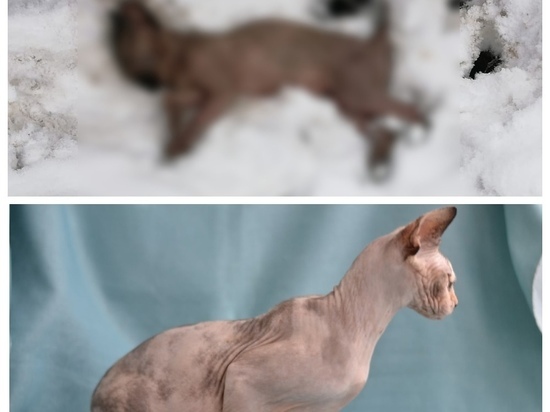 Три кота породы «сфинкс» умирали на морозе в Смоленске на улице Николаева, выжил один