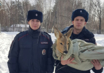 Загнанную бездомными собаками косулю отбил полицейский патруль в Дальнереченске