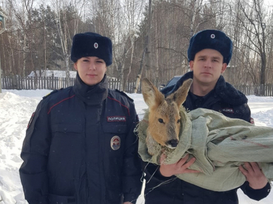 В Дальнереченске полицейские спасли от стаи собак косулю