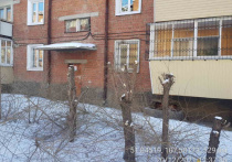 Улан-удэнскую управляющую компанию оштрафуют на 10 тысяч рублей за неправильно проведенную обрезку деревьев во дворах по улице Путейская