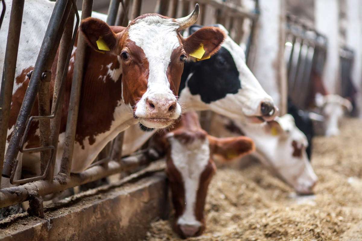 Костромским аграриям подкинули 53 млн рублей на прокорм коров
