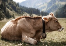 В Кяхтинском районе Бурятии выявили очаги заражения скота заразным узелковым дерматитом (ЗУД)