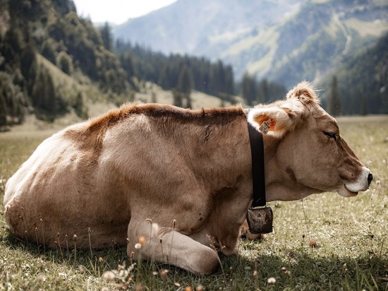 В районе Бурятии произошла вспышка заразной болезни среди скота