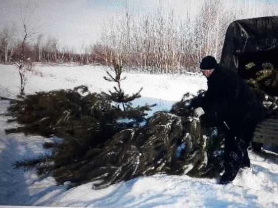 Для саратовцев к Новому году заготовили почти 30 тысяч елок