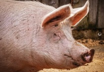 Из-за вспышки африканской чумы свиней в Белгородской области уничтожили 75 тысяч голов этих животных