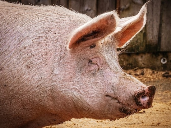 Из-за АЧС в Белгородской области уничтожили 75 тысяч свиней