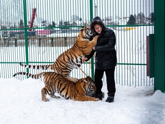 Владельцы тигриного хосписа в Новосибирске рассказали, как выхаживают диких кошек