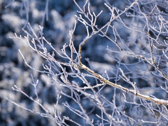 Днем 30 декабря в Туле ожидается легкий морозец и небольшой снег