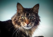 Житель Сургута разместил в Интернете объявление о продаже кота породы мейн-кун
