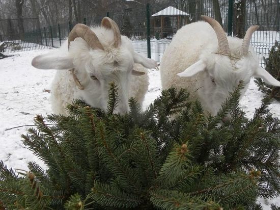 Калининградский зоопарк попросил бизнесменов привозить нераспроданные елки