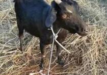 На одном из фермерских хозяйств Индии у козы прошли необычные роды, заинтересовавшие всех жителей деревни, сообщает британское издание Metro