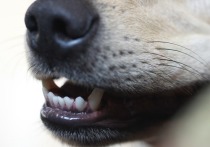 В пресс-службе мэрии Якутска сообщили, что после того, как местную жительницу загрызла стая собак, в городе организована работа оперативного штаба по отлову животных