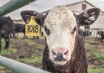 В Кяхтинском районе Бурятии ранее выявили очаги заболевания скота заразным узелковым дерматитом (ЗУД)