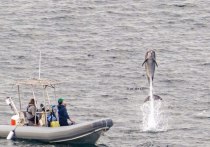Подразделение морского информационного центра боевых действий военно-морских сил США на днях провело тренировку дельфинов в заливе Сан-Диего