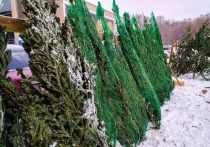 В Омске после Нового года открывают пункты приема елок