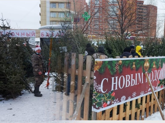 Новосибирские продавцы ёлок из спальных районов рассказали, почему так дорого