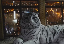 Большой белый тигр поселился в Харцызске