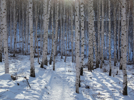 В Новгородской области незаконно вырубили лес почти на 3 млн рублей