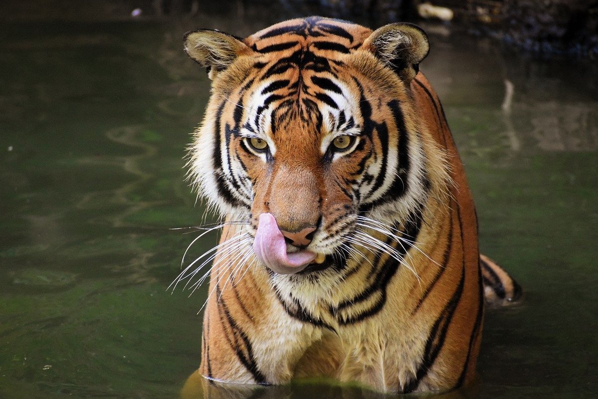 Крупные Тигры Фото