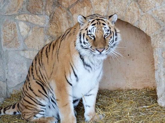 Любят русскую зиму: в рязанском зоопарке рассказали о тиграх