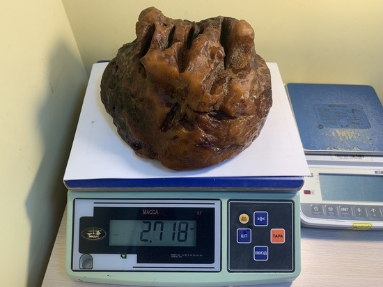 В Калининградской области нашли янтарный самородок весом 2,7 килограммов