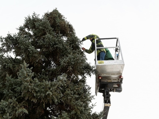 В Омске стартовали проверки мест продажи елок