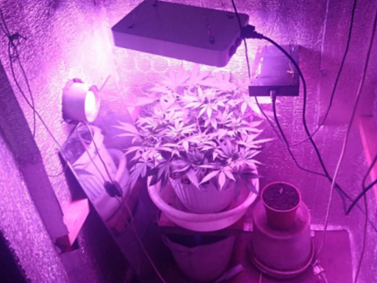 Житель Амурской области вырастил в шкафу коноплю