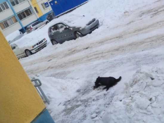 В Челябинске с седьмого этажа выбросили собаку, животное погибло