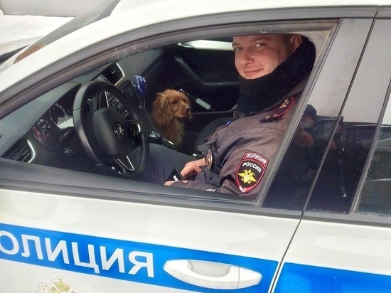 В Красноярском крае полицейские вернули кокер-спаниеля Персика хозяевам из Хакасии