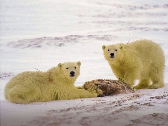 У косолапых все хорошо: эвакуированные из вахтового поселка Ямала медвежата осваивают новую территорию