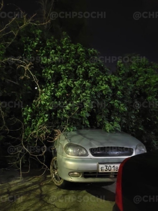 Упавшее в Сочи аварийное дерево повредило машины и козырьки подъездов (видео)