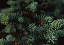 В Ставрополе, который считается одним из самых «зеленых» российских городов, за прошедший год высадили прядка 7,5 тысяч саженцев молодых деревьев