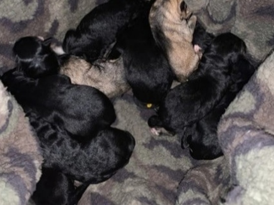 Новогоднее чудо: в Златоусте спасли одиннадцать щенков из мусорного бака