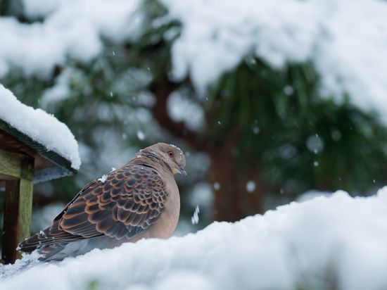 Мокрый снег и гололедица ожидаются 5 января в Ленобласти
