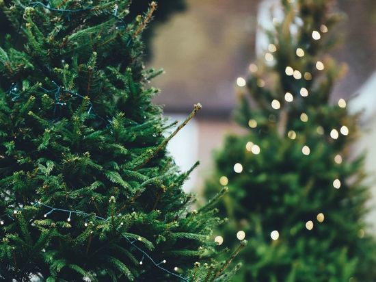 Пункты приема новогодних елок в Петербурге начнут работать с 6 января