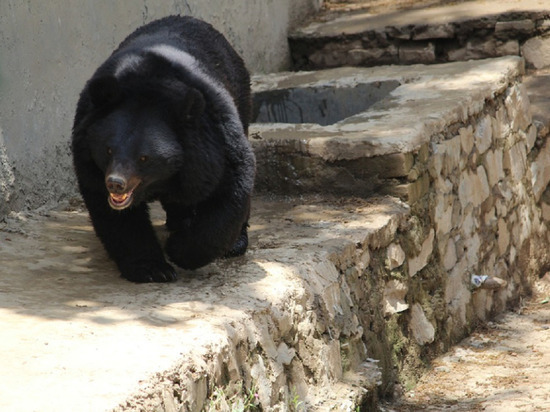 В рубцовском зоопарке вышел из спячки гималайский медведь