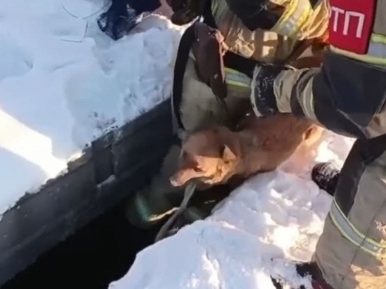 В Черемхово пожарные спасли собаку, четверо суток просидевшую в котловане
