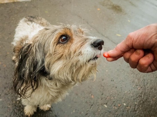 В Комсомольске неизвестные травят собак с помощью сосисок с битым стеклом и лезвиями