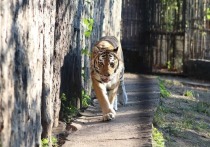 В Приамурском зоосаде имени Сысоева скончался талисман хоккейного клуба «Амур» и любимец хабаровчан тигр Бархат