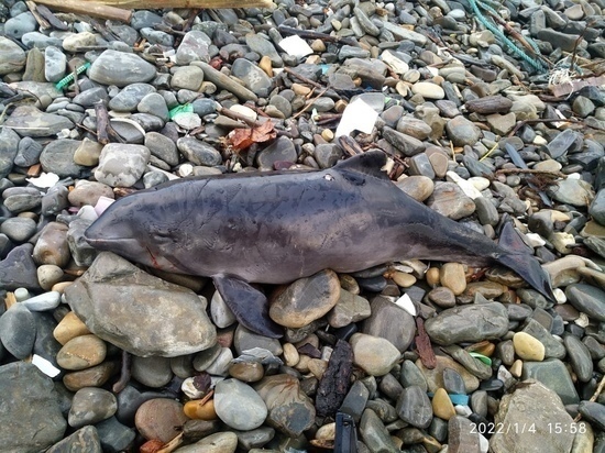 На пляже в Адлере обнаружили погибшего самца морской свиньи